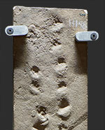 image of fossil-chelonian