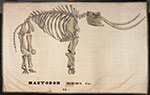 image of orra-skeleton