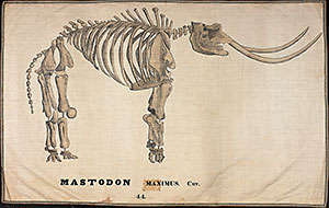 Orra White Hitchcock's illustration of mastodon