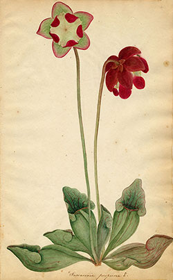 image of orra-botanicals
