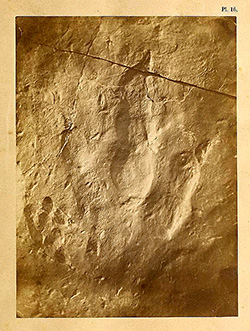 image of representing-fossil-footprints