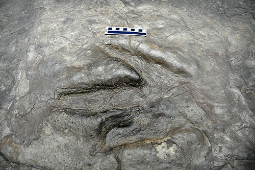 image of geologists-footprints