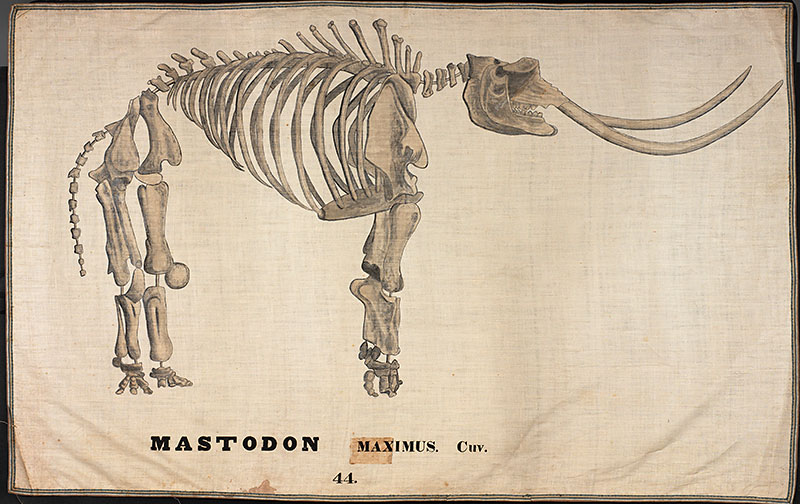 image of mammoth-bones