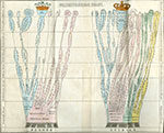 image of taxonomy