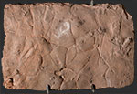 image of fossil-bachtrachopus-cracks