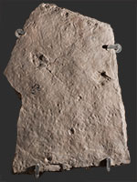 image of fossil-bachtrachopus