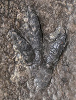 image of fossil-deweyanus-det