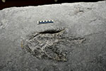 image of fossil-eubrontes-track