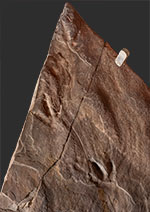 image of fossil-feathers-scales
