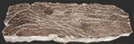 image of fossil-mudcracks-underprints