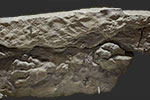 image of fossil-otozoum-raindrops