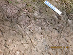 image of fossil-worm-burrows