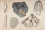 image of illus-invertebrate-fossils