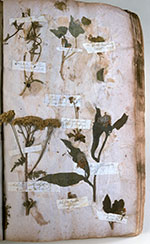 image of williams-herbarium